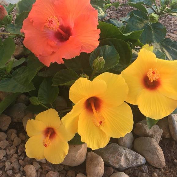 Meet your Posher, Lucyshop - Picture 1 of 1